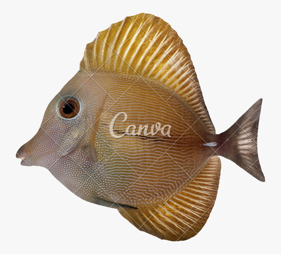 Transparent Blue Tang Fish Clipart - Brown Tang, Transparent Clipart