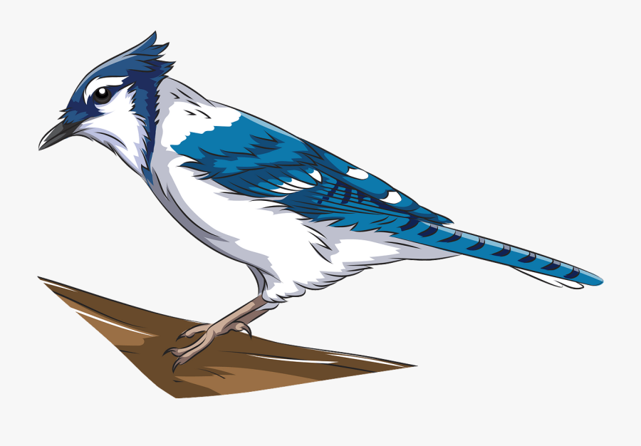 Blue Jay, Transparent Clipart