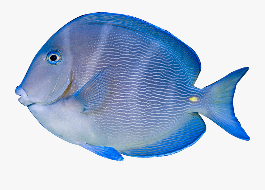Tropical Fish Transparent Background, Transparent Clipart