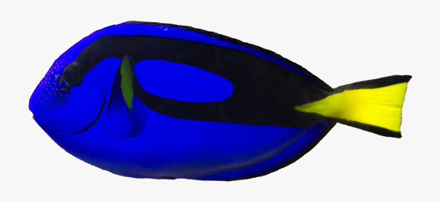 Blue Tang, Transparent Clipart
