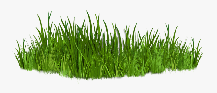 Best Grass Clipart - Grass Clipart, Transparent Clipart
