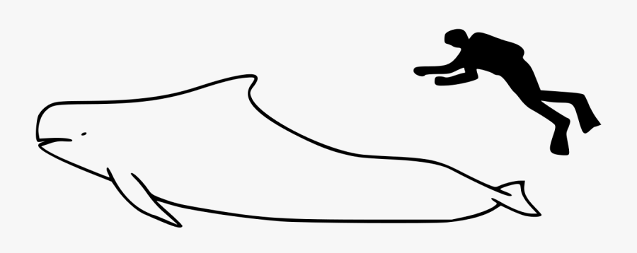 Short-finned Pilot Whale Size - Pilot Whale Size Comparison, Transparent Clipart