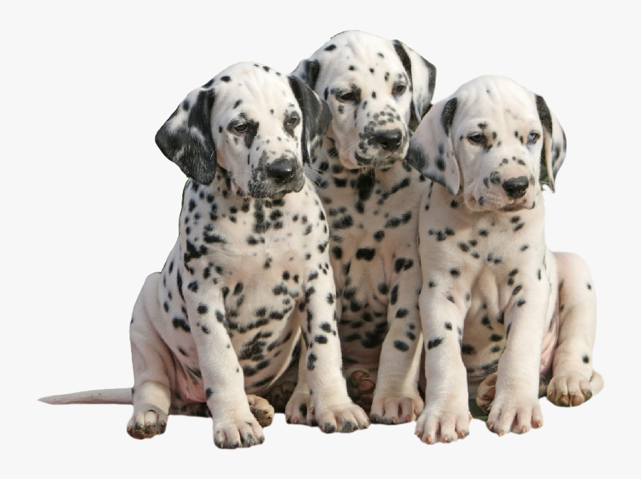 #dalmatiner 
#dalmatian 
#pups 
#puppys 
#dog
#animal
#animals - Dalmatian, Transparent Clipart