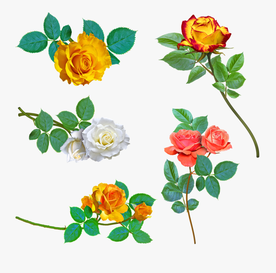 Yellow Roses, White Rose, Pink Rose, Thorns, Yellow, - Galho De Rosas Amarela, Transparent Clipart