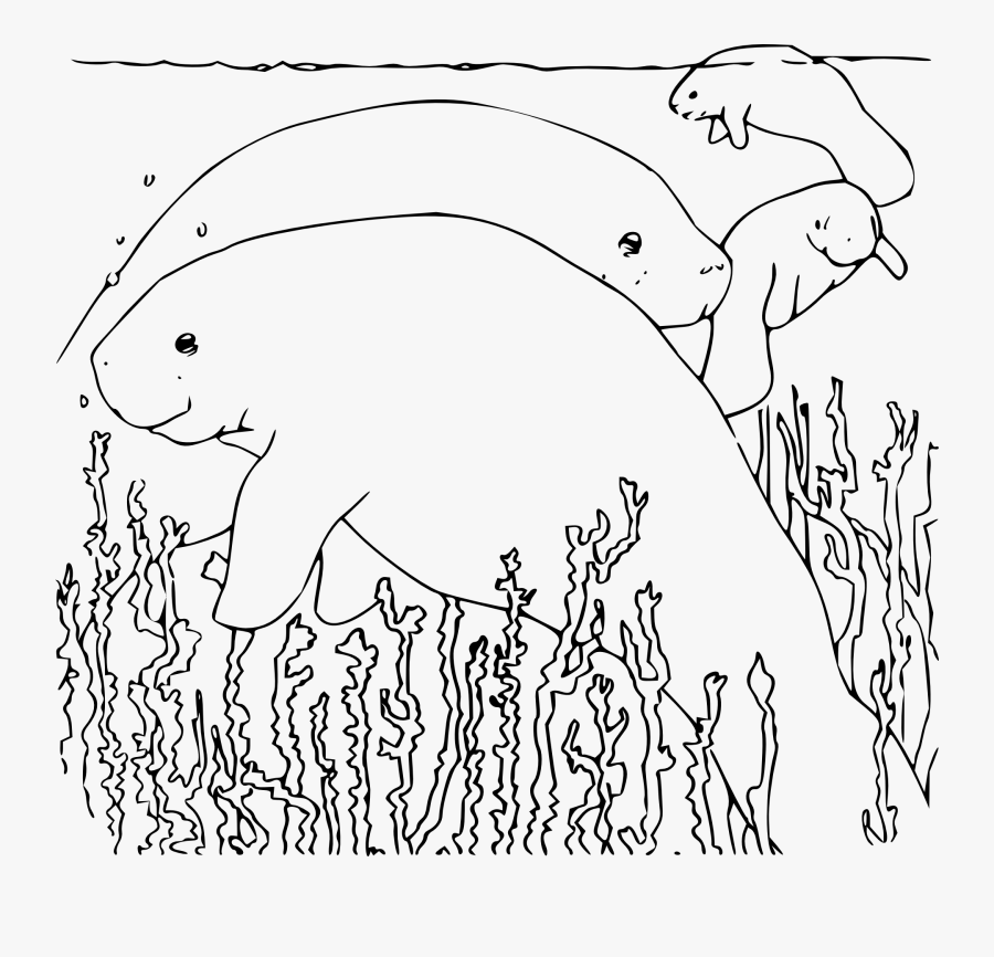 Manatee Coloring Page, Transparent Clipart