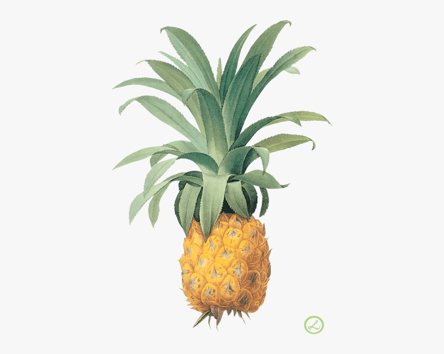 Vintage Botanical Pineapple Illustration, Transparent Clipart