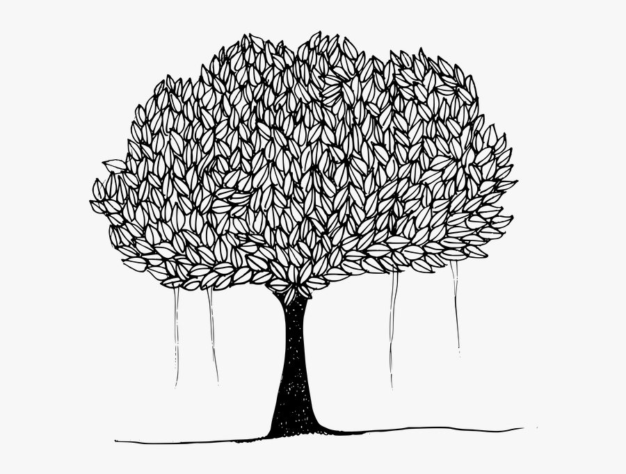 Black And White Picture Of Banyan Tree, Transparent Clipart