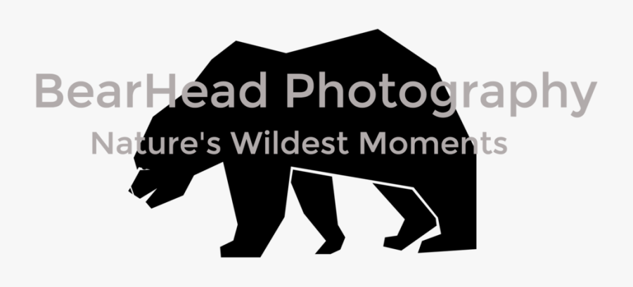 Cute Polar Bear On Ice Clipart, Transparent Clipart