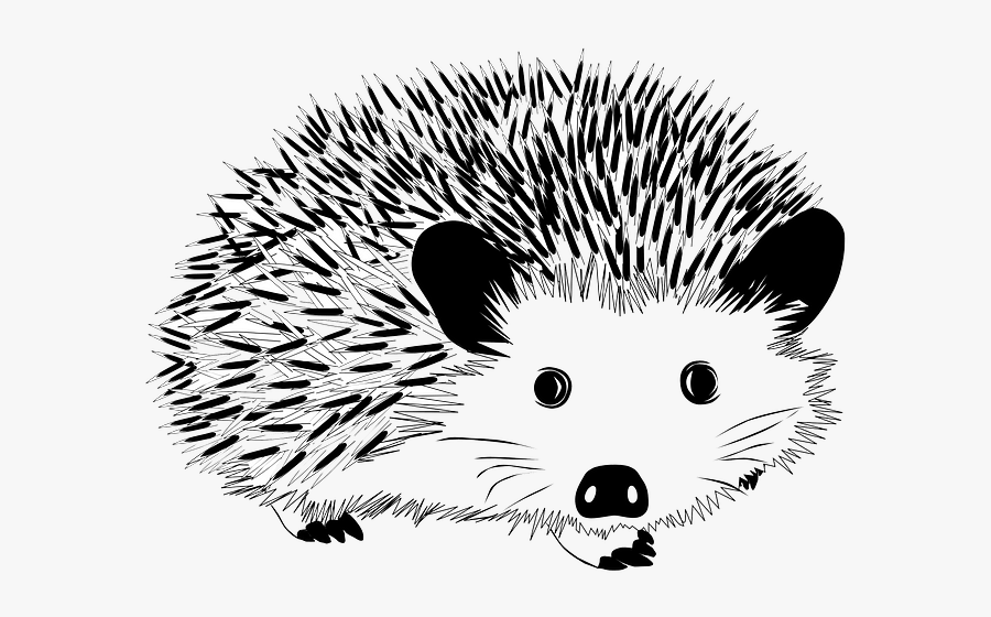 Hedgehog Clipart Black And White, Transparent Clipart