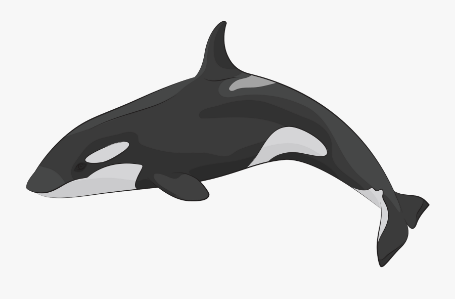Killer Whale, Transparent Clipart
