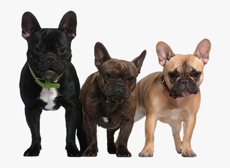 Transparent Picture Gallery Yopriceville - Transparent Picture Of Dogs, Transparent Clipart