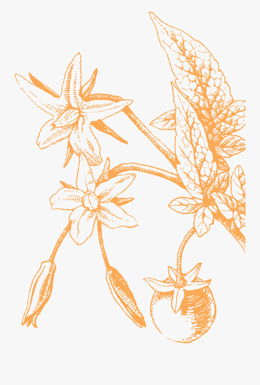 Web6, Transparent Clipart