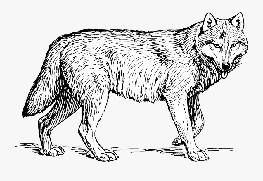 Wolf Clip Art Black And White, Transparent Clipart