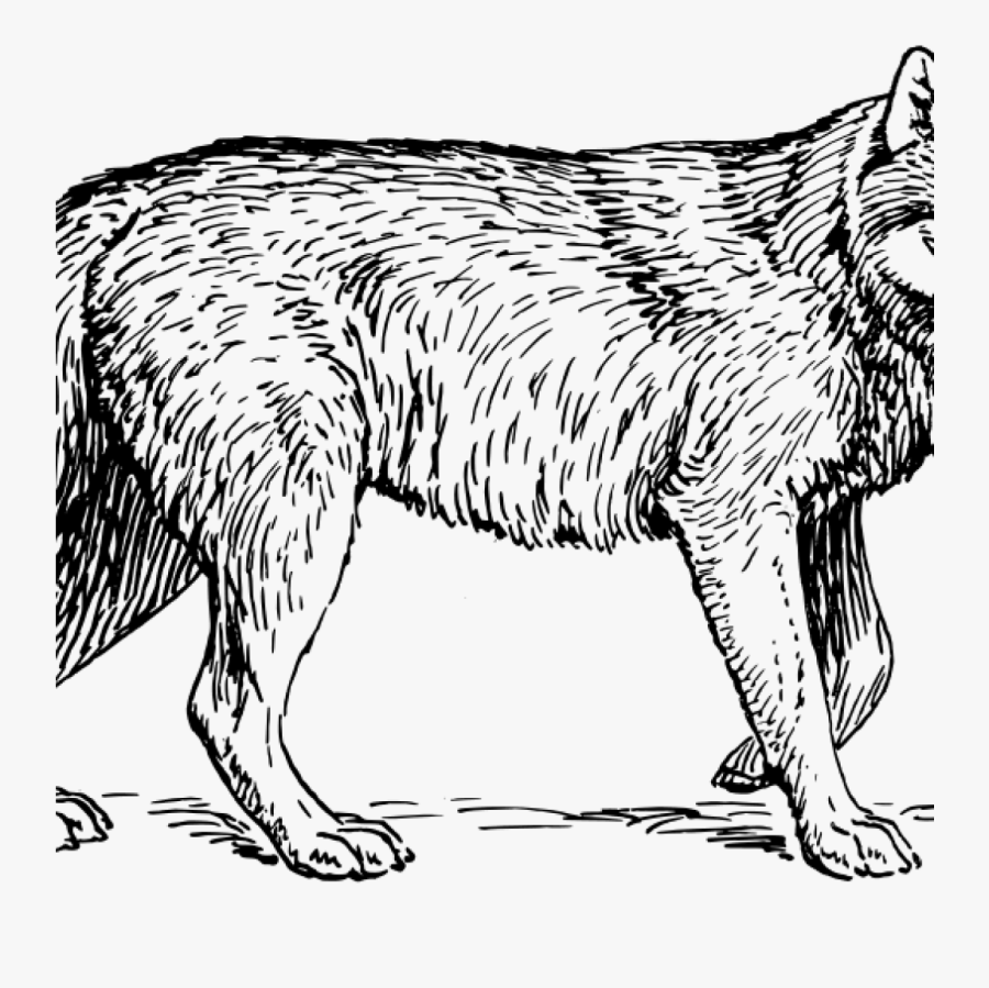 Free Wolf Clipart Free Clipart Wolf Papapishu History - Realistic Wolf Clip Art, Transparent Clipart