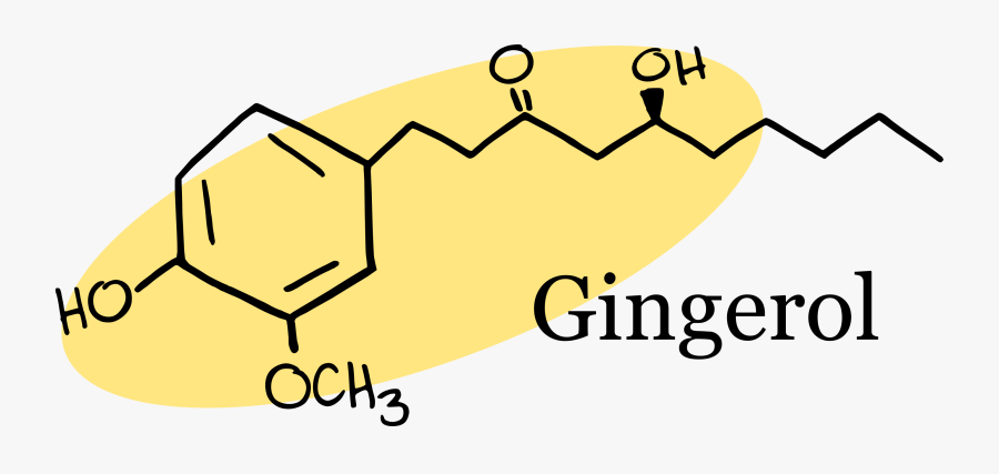 Rhizome Archives Science Food - Molecular Structure Of Ginger, Transparent Clipart