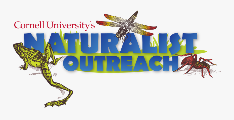 The Naturalist - Arthropod, Transparent Clipart