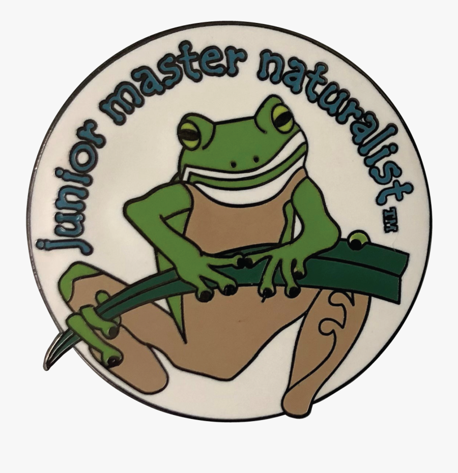 Wood Frog, Transparent Clipart