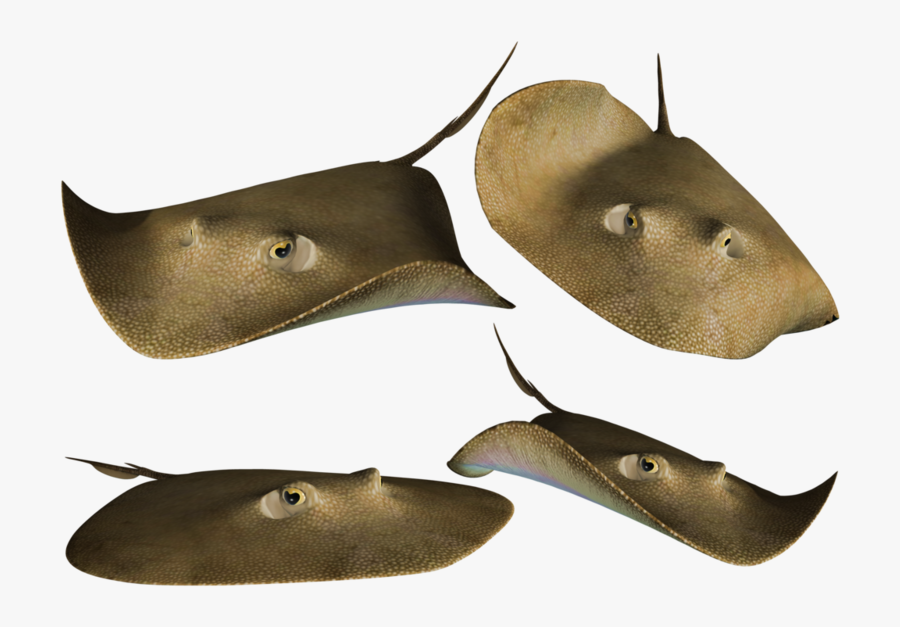 Stingray Png Stock By Roy3d P - Transparent Background Stingray Png, Transparent Clipart