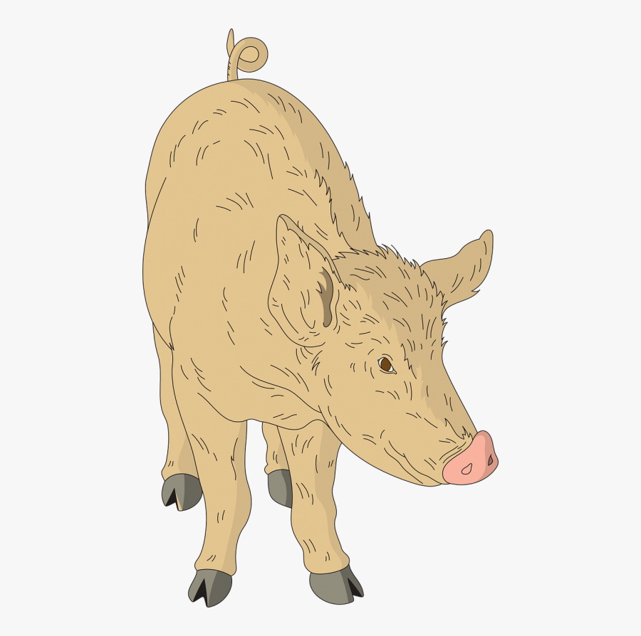 Barn Pig Animal - Domestic Pig, Transparent Clipart