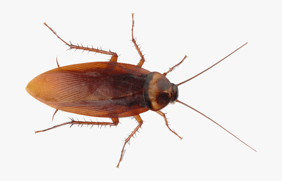Roach Png Images Free Download - Transparent Background Cockroach Png, Transparent Clipart