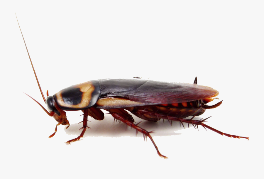 Download Cockroach Png Image - City Cockroach, Transparent Clipart