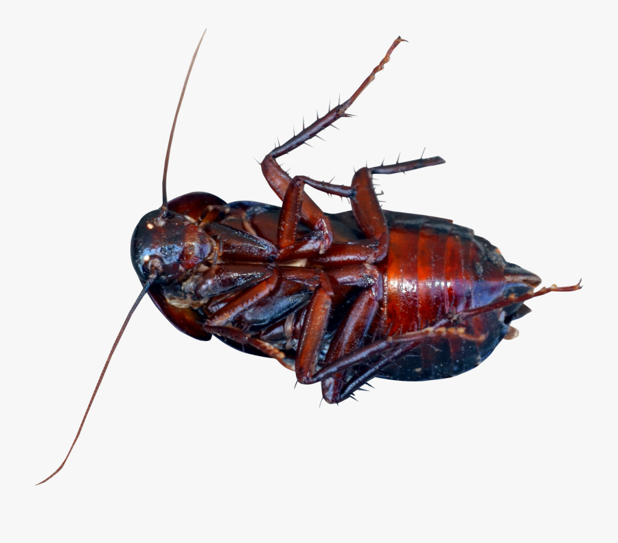 Transparent Roach Clipart - Cockroaches In Turkey, Transparent Clipart