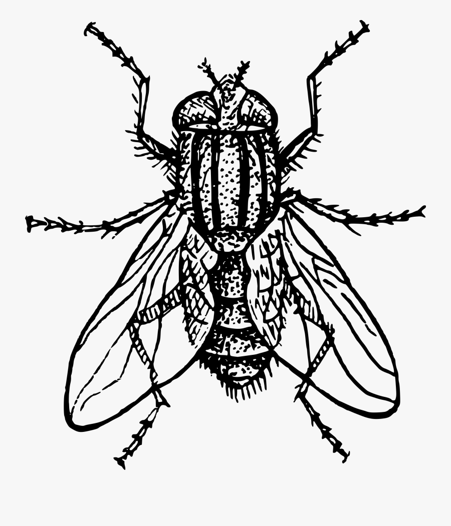 House Fly By Papapishu Clip Art Black And White Fly