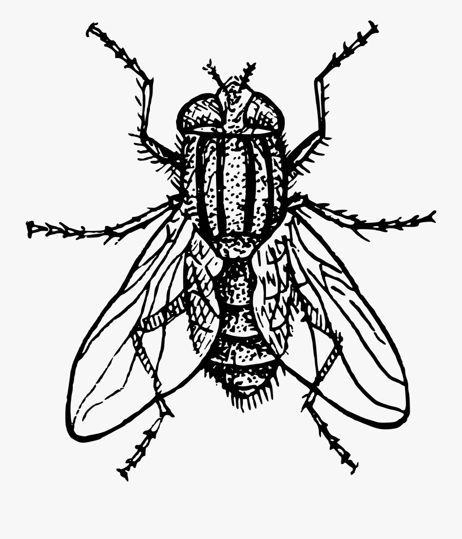 House Fly By Papapishu - Clip Art Black And White Fly, Transparent Clipart