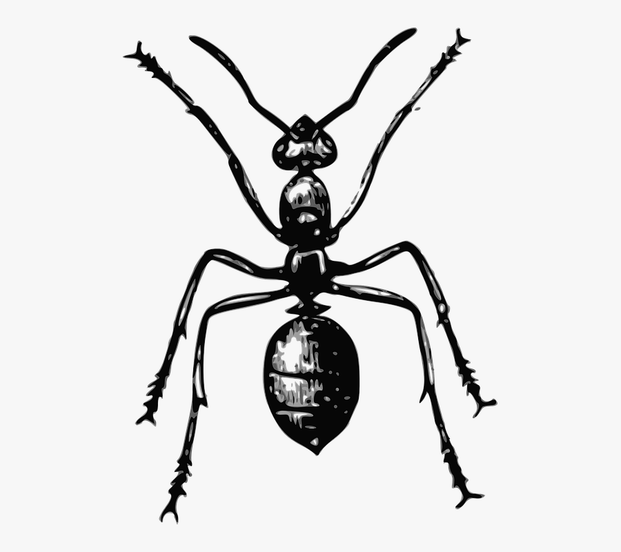 Ant Simple, Transparent Clipart