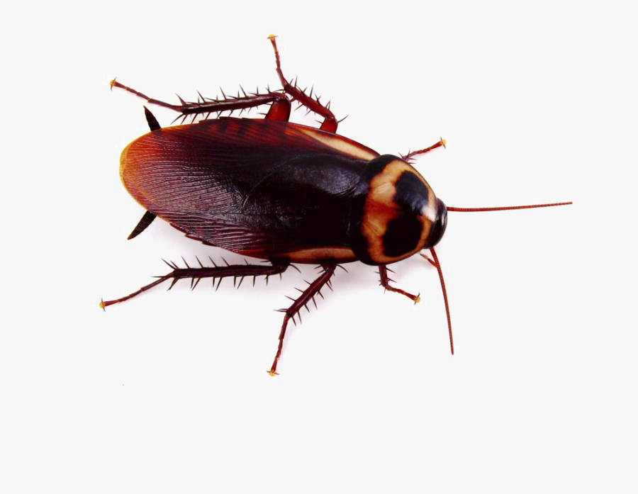 Transparent Roach Clipart - Cockroach Australia, Transparent Clipart
