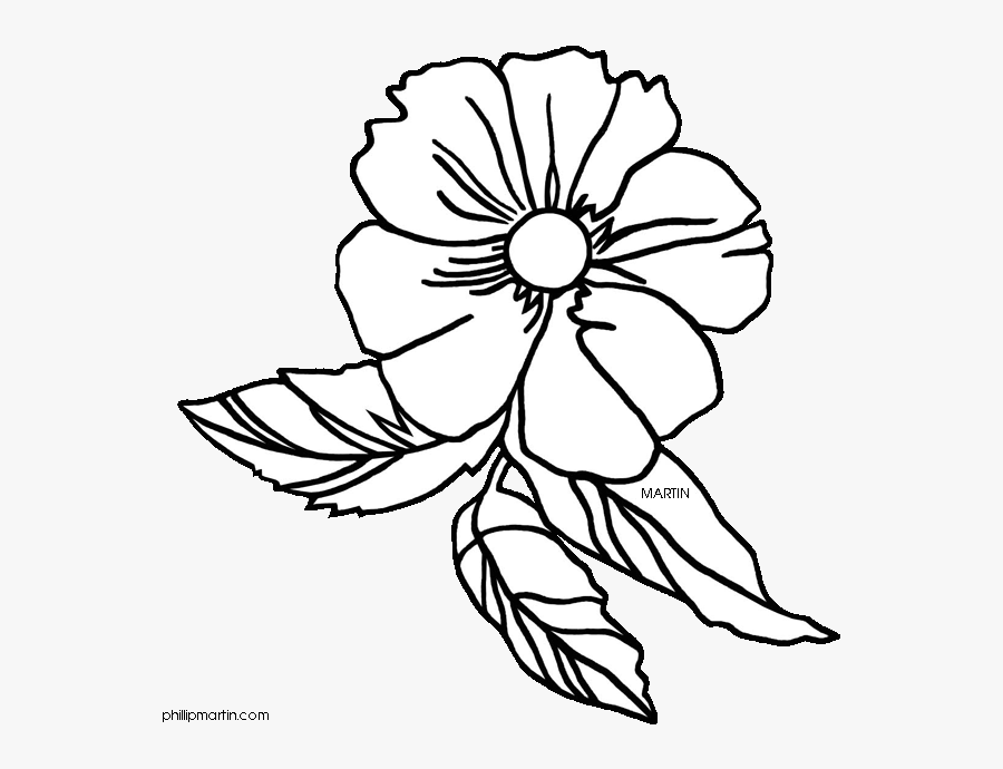 28 Collection Of Cherokee Rose Drawing - Georgia State Flower, Transparent Clipart