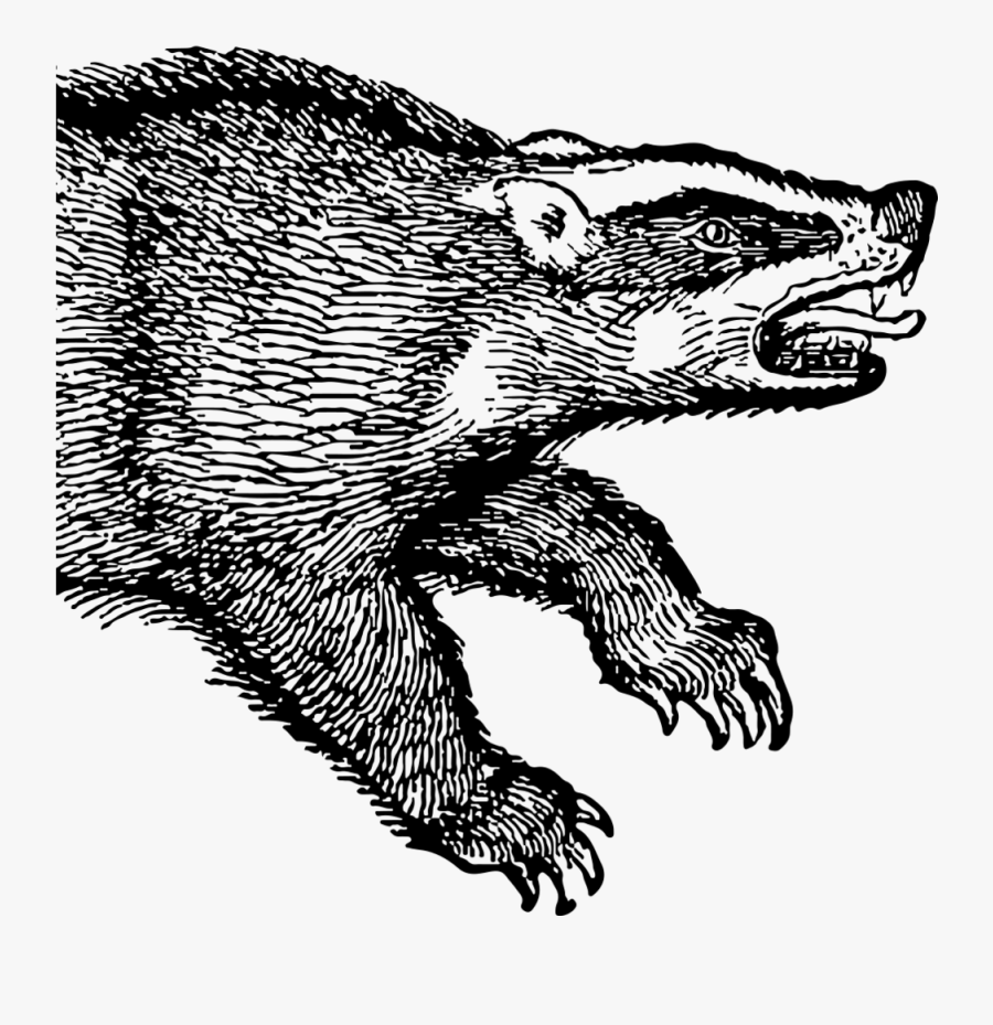 Badgerlogo Square - Grizzly Bear, Transparent Clipart