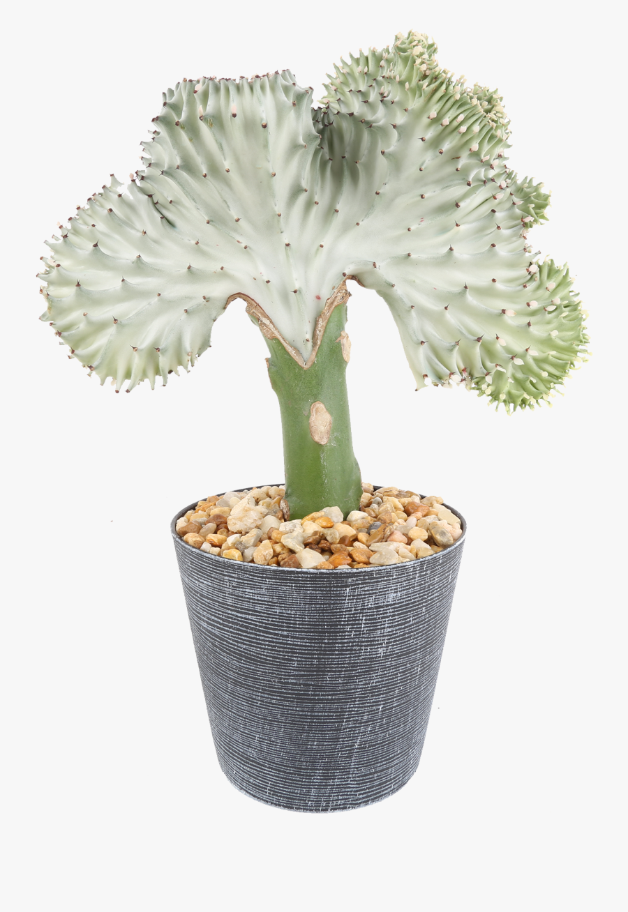 Plants, Transparent Clipart