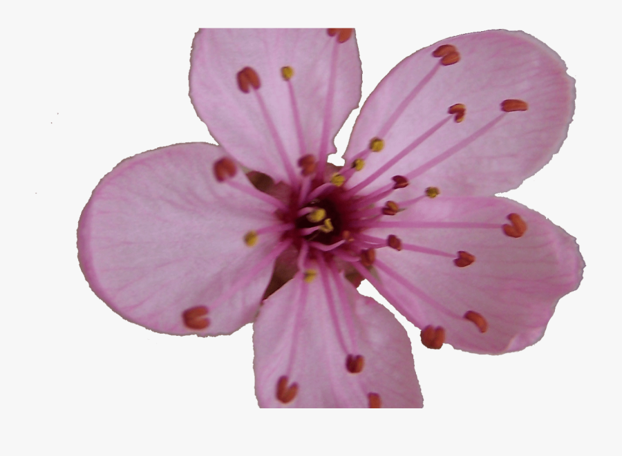 Sakura Blossom Clipart Plum Flower Pencil And In Color - Single Sakura Cherry Blossom Flower, Transparent Clipart