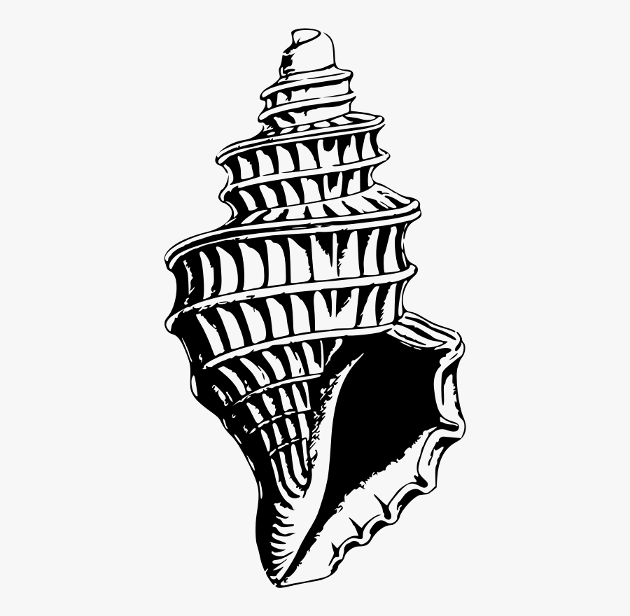 Seas Shell - Black Sea Shells Svg, Transparent Clipart