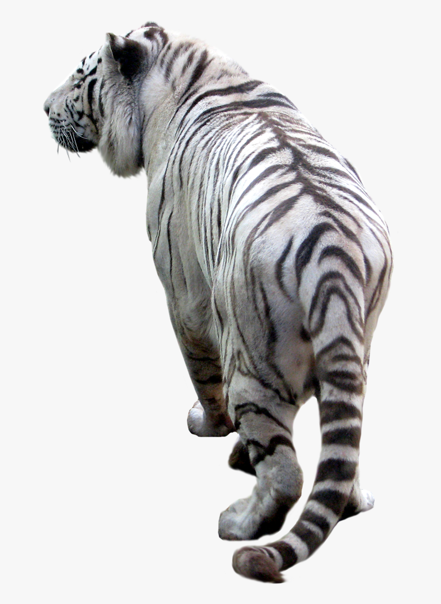 Tiger Png Image, Free Download, Tigers - White Tiger Clear Background, Transparent Clipart