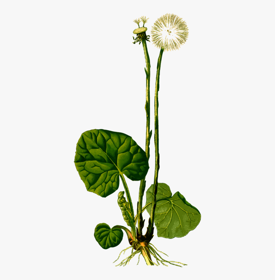 Herbal Medicinal Medicine - Köhler's Medicinal Plants Dandelion, Transparent Clipart