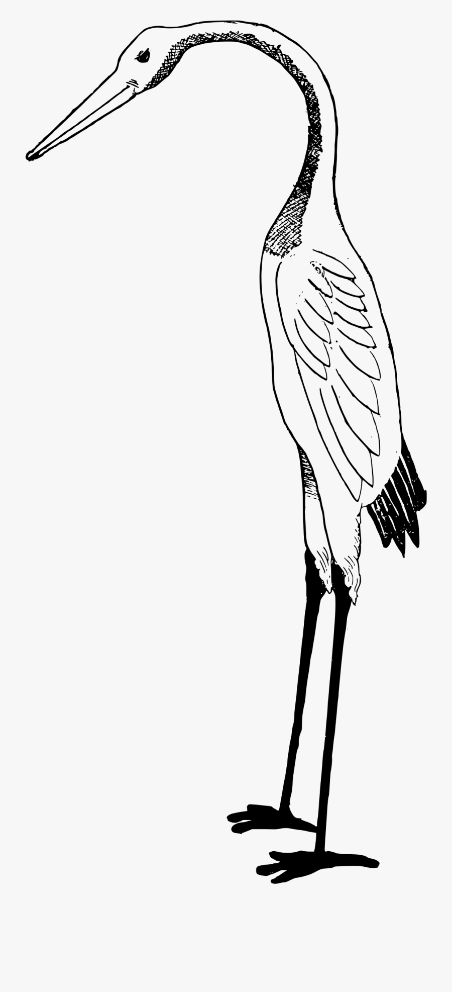 Stork Clipart White And Black , Png Download - Drawing Crane Bird, Transparent Clipart