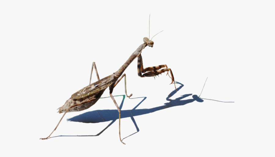 Mantis Png Picture - Praying Mantis Transparent, Transparent Clipart