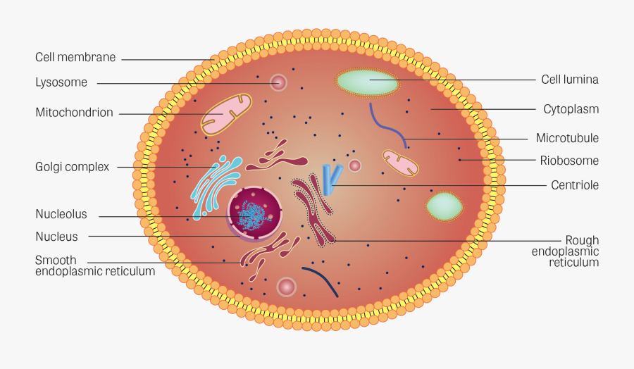 Transparent Endoplasmic Reticulum Clipart - Cell Structure, Transparent Clipart