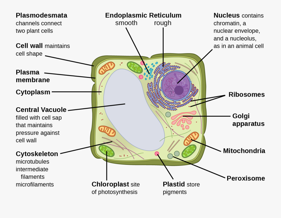 Transparent Endoplasmic Reticulum Clipart - Central Vacuole, Transparent Clipart