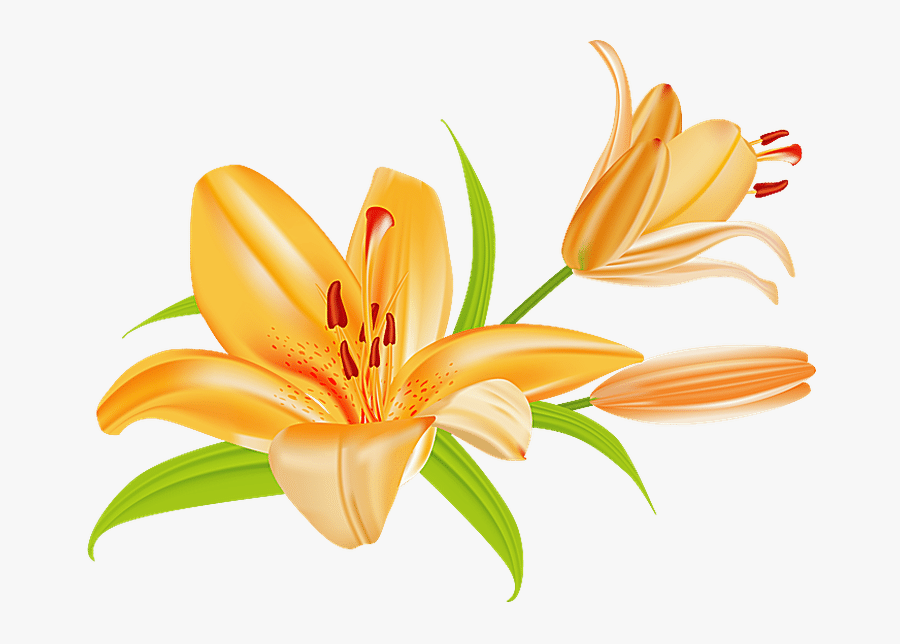 Lilies Clipart, Transparent Clipart