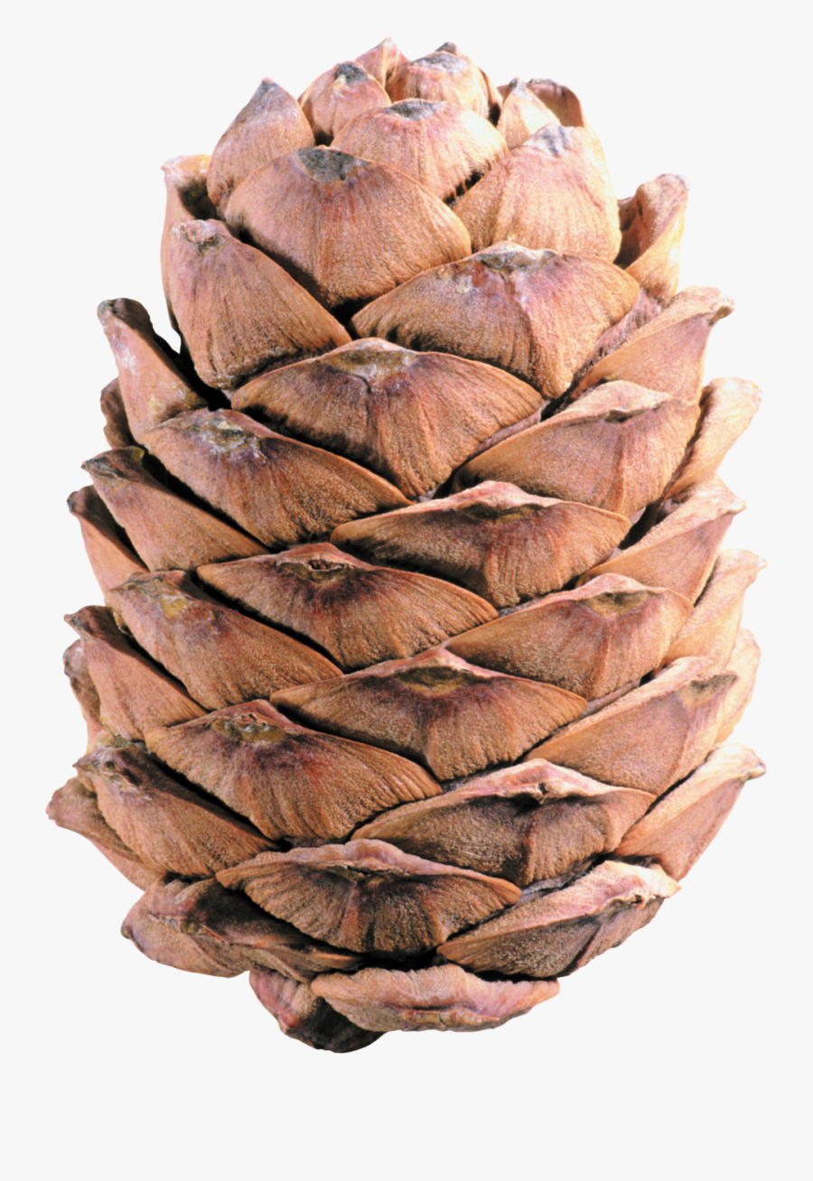 Pine Cone Png Image - Pinecone Png, Transparent Clipart