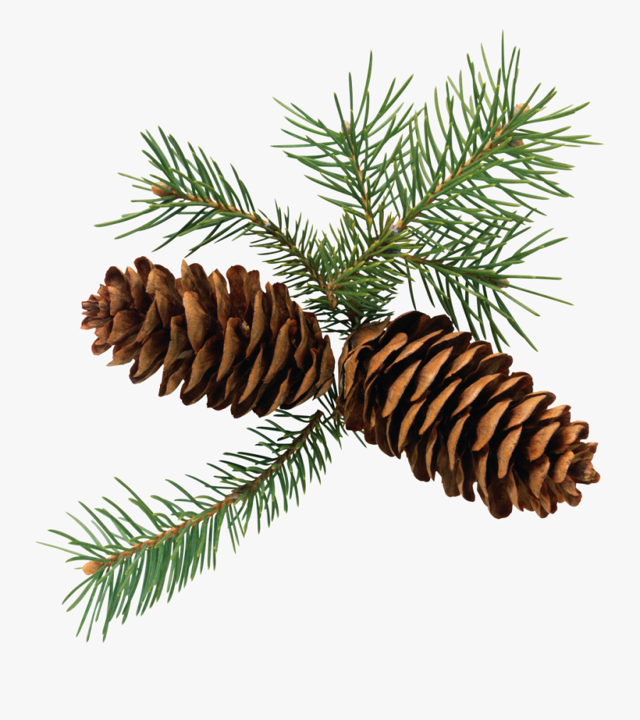 Pine Cone Png Image - Christmas Pine Cone Png, Transparent Clipart