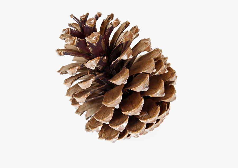Pinecone Png Free Download - Soy Candle, Transparent Clipart