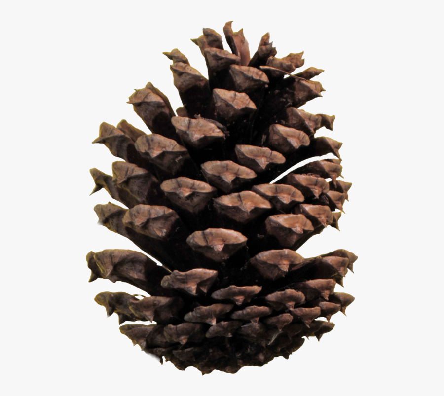 Pine Cone Psd File By Annamae - Christmas Pine Cones Png, Transparent Clipart