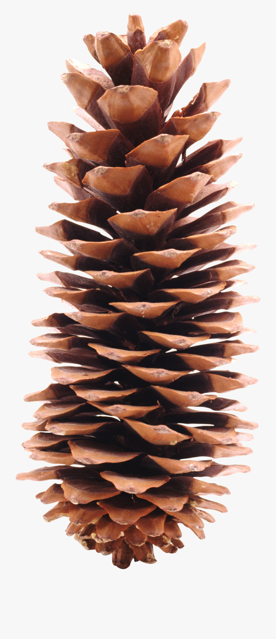 Pine Cone Png Image - Pine Cone Png, Transparent Clipart