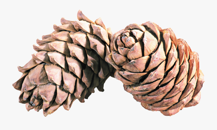 Pine Png Cones, Transparent Clipart