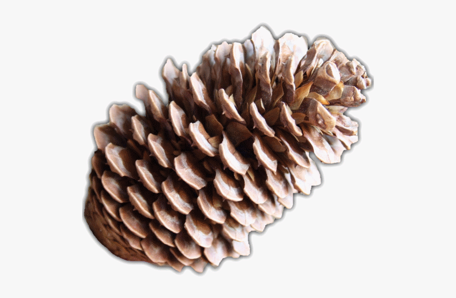 Pine Cone, Transparent Clipart