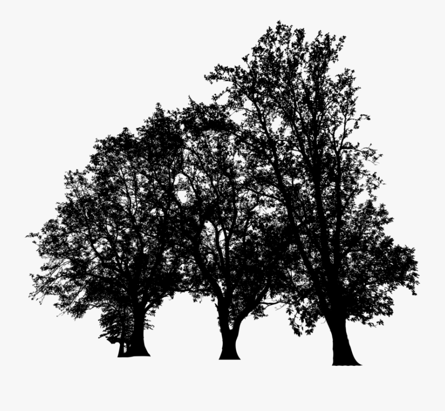 Plant,leaf,california Live Oak - Plane-tree Family, Transparent Clipart